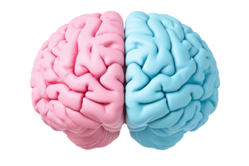 Human brain with pink and blue hemispheres highlighting gender concepts, cut out