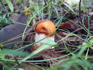 Young mushroom Leccinum albostipitatum in a light mixed forest