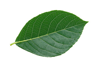 Obraz premium Vibrant green leaf with detailed veins on black background, cut out