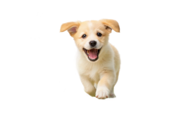 Happy puppy running energetically on a sunny day with a joyful expression showcasing playfulness and innocence