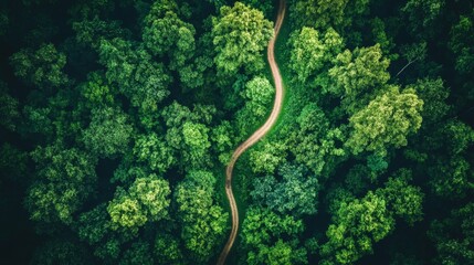 Aerial view of a dense forest tranquil nature scene gigapixel photography lush environment serene perspective