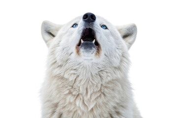 Fototapeta premium Majestic Arctic wolf howling against a snowy backdrop showcasing the beauty of wildlife in natural habitat and its vocal expression