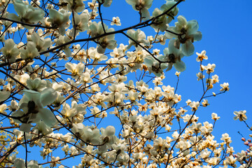 Magnolia tree branches with white flowers in full bloom against a clear blue sky, taken from a low angle.

