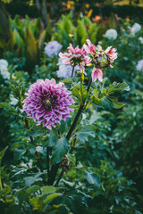 Purple dahlia flower in full bloom with green leaves in a garden. Blurred background with other blooming flowers and lush foliage.  

