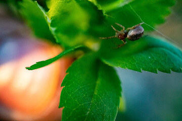 Small spider hanging from a web on a green leaf, captured in macro detail with blurred background.
