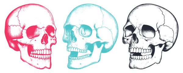 Detailed illustration of a human skull, showcasing its anatomical features and structure in a monochromatic style.