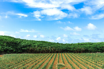 【沖縄県】宮古島の広がる農地と青空の風景