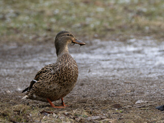 A female mallard duck with a dirty beak walking along a forest path.