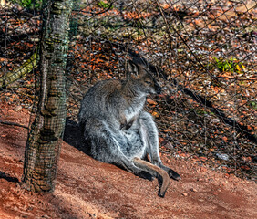 Bennett`s wallaby near the fence. Latin name - Macropus rufogriseus  © Mikhail Blajenov