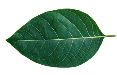 Obraz premium Close-up of green leaf with detailed veins on black background, cut out