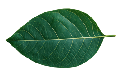 Close-up of green leaf with detailed veins on black background, cut out