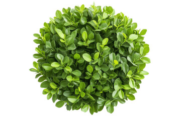 Fototapeta premium Fresh green shrub with lush leaves, cut out