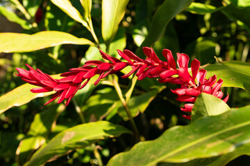 Red ginger or Alpinia Purpurata plant in Zurich in Switzerland 4.3.2025