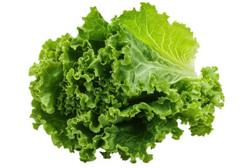 Fresh green leaf lettuce isolated on black background, cut out