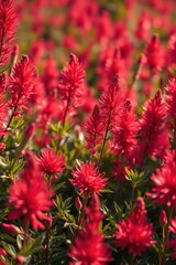 Red Flower Field Blooming with Green Leaves in the Garden
