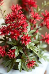 Blooming Red Flower Plant Display with Green Leaves Indoor Lighting