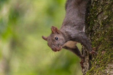 Eurasian red squirrel, Sciurus vulgaris, on a tree with blurry green background.