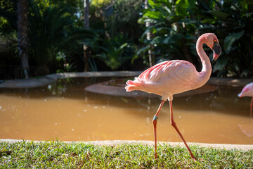 A flamingo standing gracefully by the water