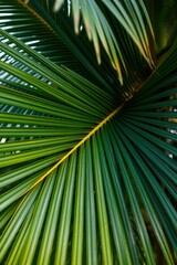 Close Up of Green Palm Frond Showing Radiating Pattern and Texture
