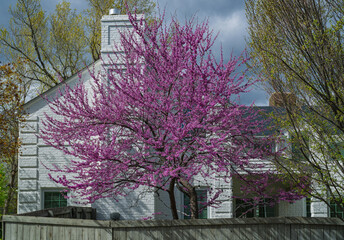 An Eastern Redbud Tree with blooming pink or lavender flowers against a white brick home.