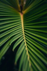 Close Up of Green Palm Leaf Fronds with Sunlight on Stem