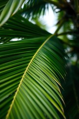 Fototapeta premium Palm Leaf Close-up Displaying Vivid Green Fronds in Natural Setting