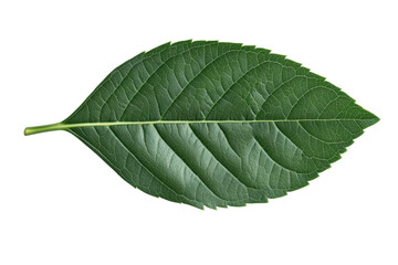 Obraz premium Detailed green leaf isolated on white background, cut out