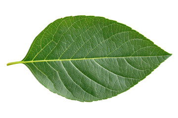 Obraz premium Close-up of a green leaf with visible veins on black background, cut out