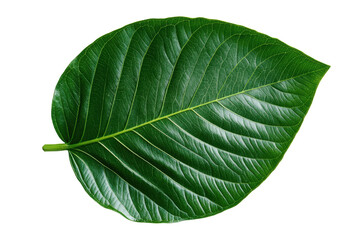 Obraz premium Close-up of a vibrant green leaf with detailed veins on black background, cut out