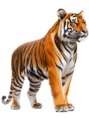 Obraz premium Majestic Bengal tiger in side profile standing on white background / PNG
