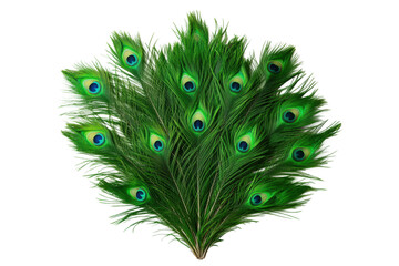 Fototapeta premium Vibrant green peacock feather display with eye patterns, cut out