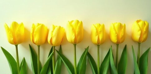 Striking yellow tulips in a neat line, sunny day , line, bloom, bright