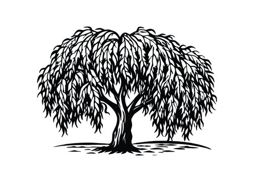 Silhouette of Willow Tree isolated on a white background