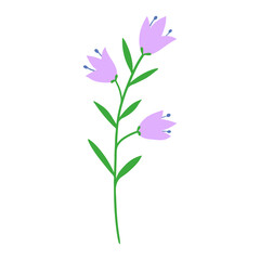 Fototapeta premium Wildflower, field meadow blooming plant.