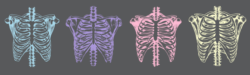 Illustration of a human skeleton's ribcage, displaying the intricate structure of ribs and spine in a detailed, anatomical drawing.
