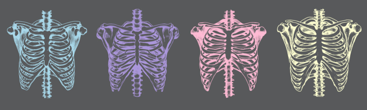 Illustration of a human skeleton's ribcage, displaying the intricate structure of ribs and spine in a detailed, anatomical drawing.