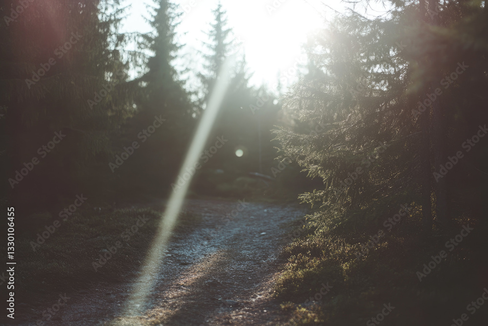 Aufkleber serene forest path with dappled sunlight filtering through tall trees, creating peaceful atmosphere.