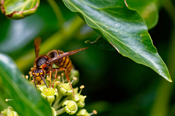 Macro shot from a hornet (Vespa crabro) on ivy blossoms in the sunshine.