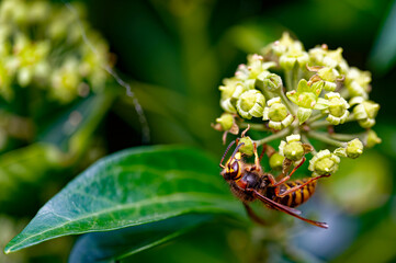 Macro shot from a hornet (Vespa crabro) on ivy blossoms in the sunshine.