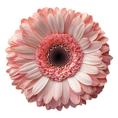 Gerbera daisy blossom transparent background floral png