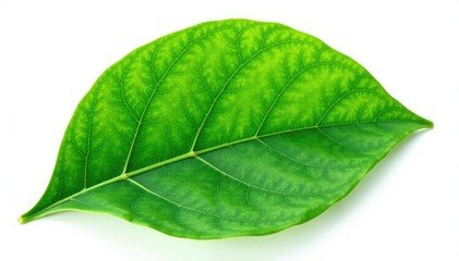 Obraz premium Large green leaf with veins isolated on white background, foliage, plant