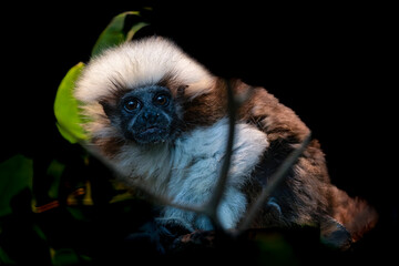 Baby Cotton top tamarin