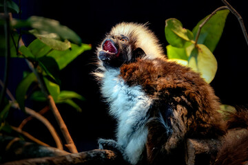 Baby Cotton top tamarin