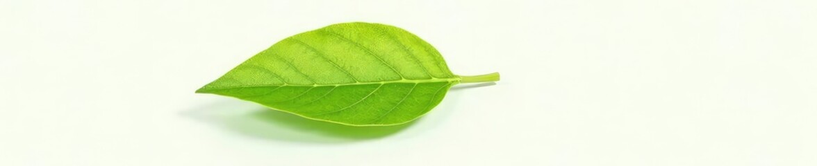 Obraz premium Single leaf with intricate veins on white background, nature, flower,