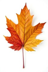 Fototapeta premium Single oak leaf with stem on white background, isolated, fall