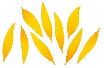 Fototapeta premium Fresh yellow petals of sunflower isolated on a white background, view from above.