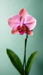 Single orchid flower isolated on a plain background, orchid flower, greenery