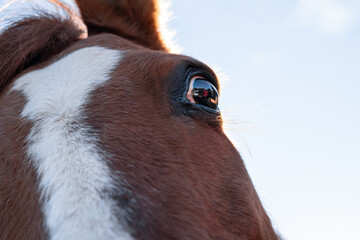 A horse's panicked look as it sees people approaching after being mistreated. Reflection of people in the animal's eye.