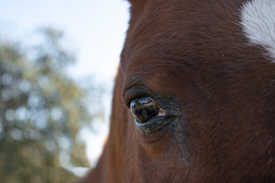 Macro close-up of a horse's right eye. Animal look. 