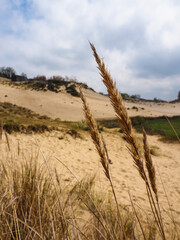 Dune reeds, Ter Yde dunes - Oostduinkerke, Belgium - vertical
